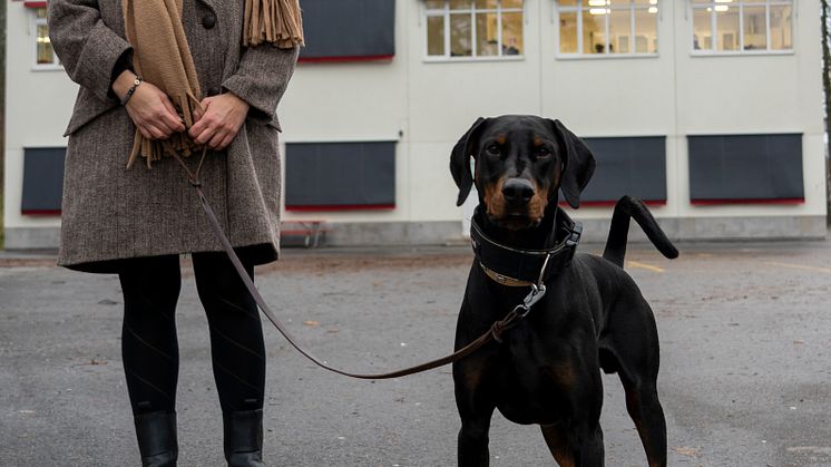 Årets bragdhund 2020