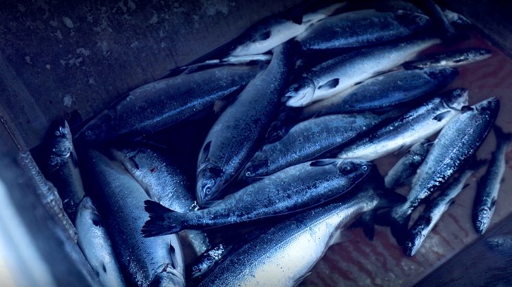 Dødfisk (1)