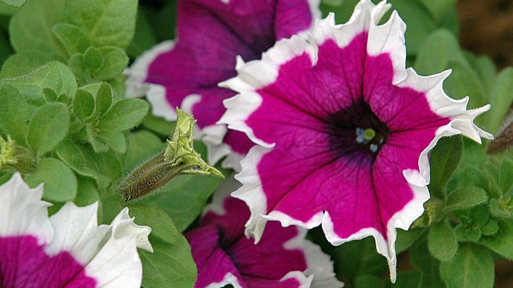 Storblommig Petunia