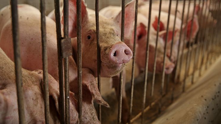 Djurfabrikerna har en central roll i klimatkrisen och vi måste agera snabbt för att begränsa skadeverkningarna. Annars ser framtidsscenariot mycket dystert ut. Foto: World Animal Protection