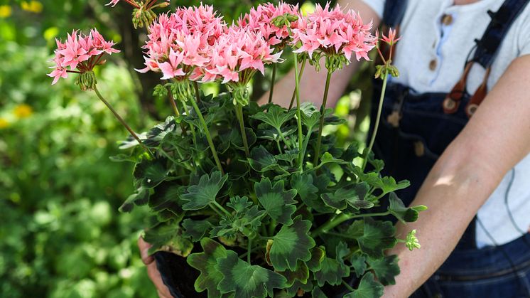 Årets Pelargon 2025 2 Pelargonium Summer Twist Rose foto annikasnaturligating.jpg