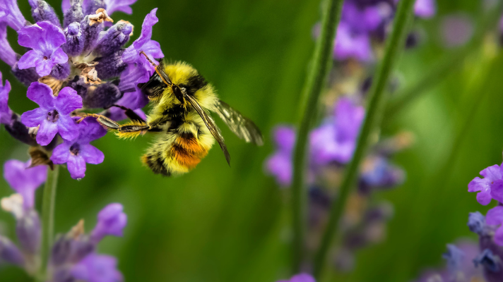 EXPERT COMMENT: Why urban gardens are crucial for conserving bees and butterflies – and how you can help them