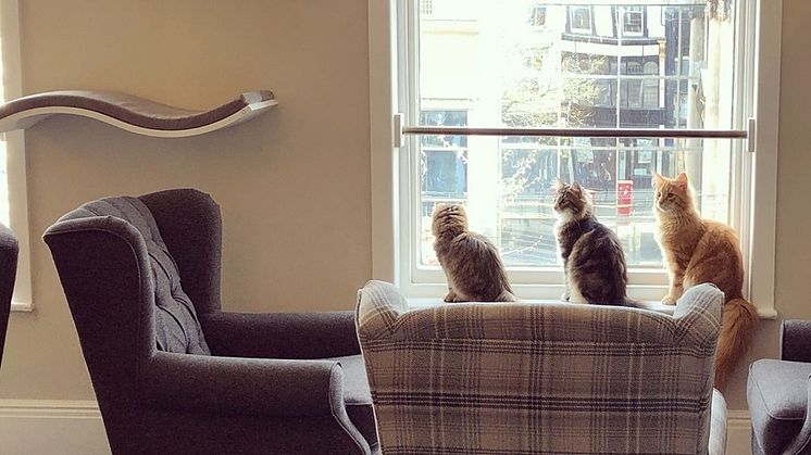 Cat Café
