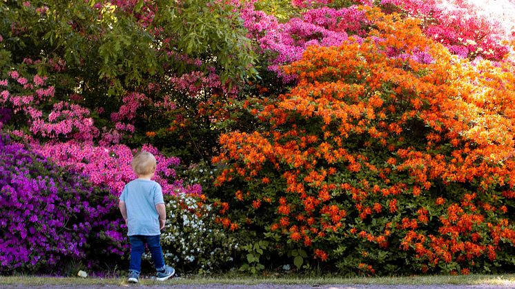 Rhododendron