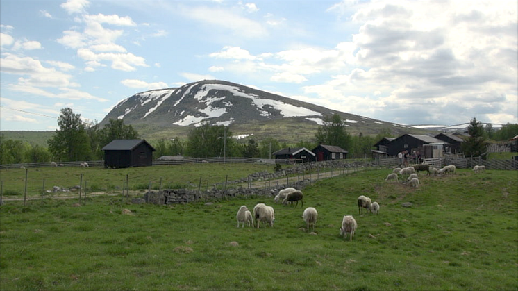 Sau på utmarksbeite