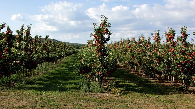 Fruktodling-i-Knäbäck