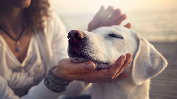 Von Zahnsteinentfernung bis Kastrationszuschuss – mehr Leistung für den Hund in der Gothaer Tierkrankenversicherung