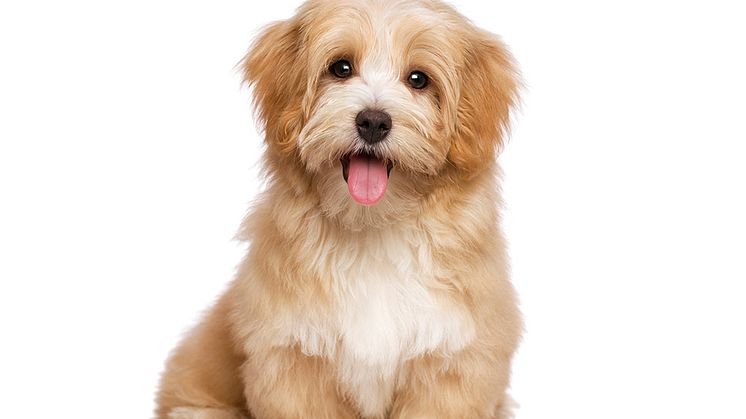 Bichon havanais fortsätter att klättra på topplistan