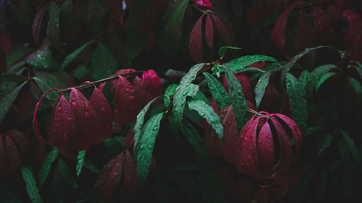 Bildkälla: Unsplash.