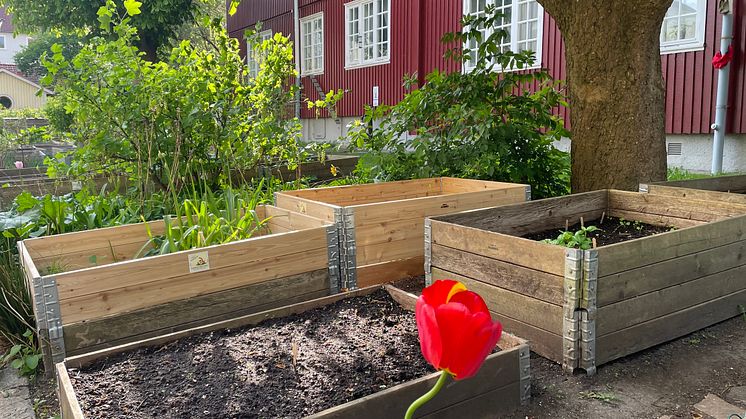 Bevattningen av odlingslådor