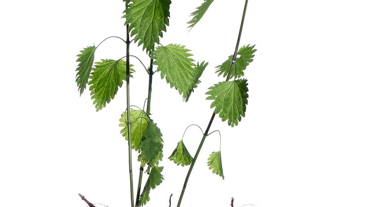 BRÄNNÄSSLA.tif