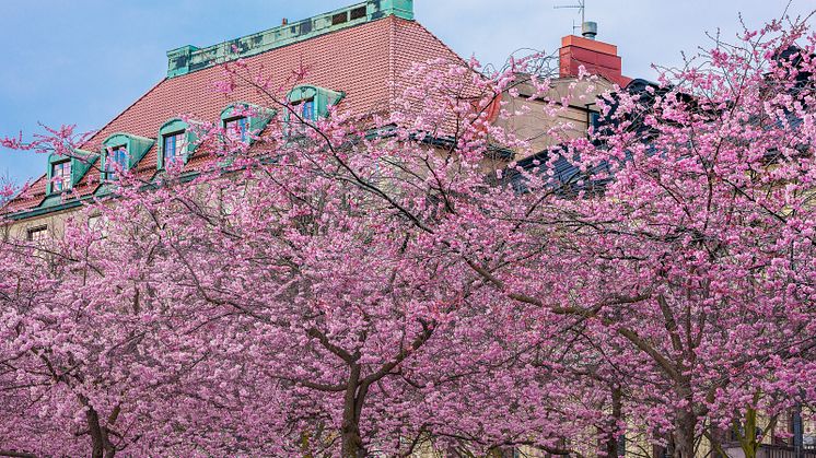Nolasoffor, Kungsträdgården Stockholm.