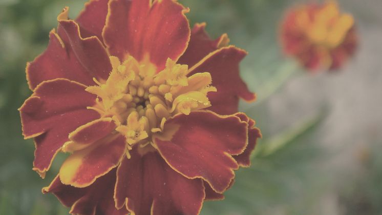 Blomma - vid DME