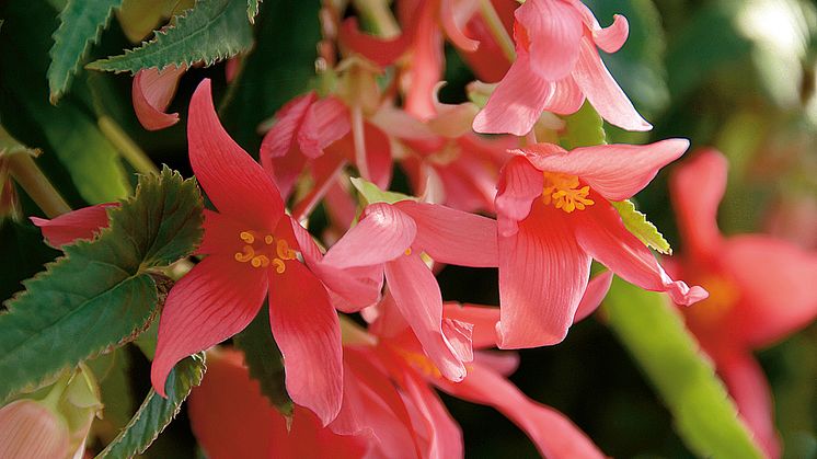 Begonia boliviensis Summerwings Boliviabegonia 