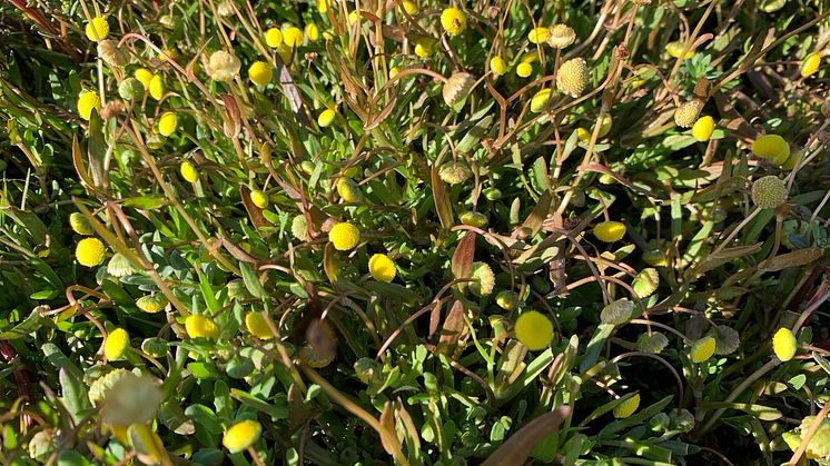 Kotula (Cotula coronopifolia)