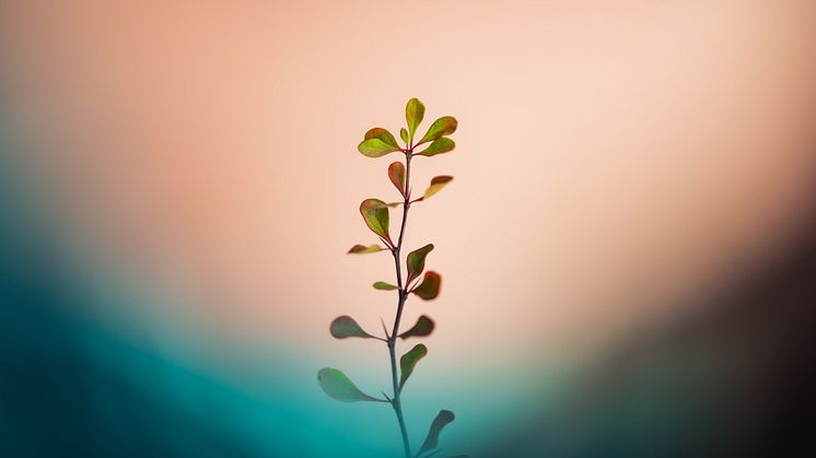 marek-piwnicki-unsplash