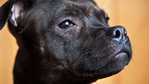 Agda är Årets bragdhund 2014