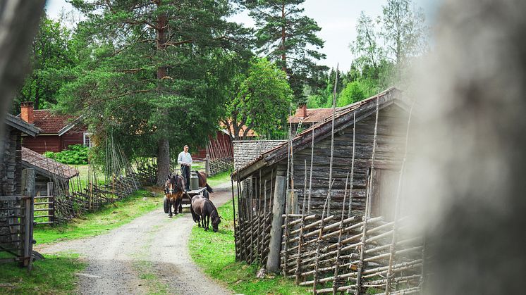 SummerPastureFarm_fotoPerBifrost_VisitDalarna