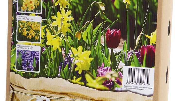 Blomsterlök vårblommande