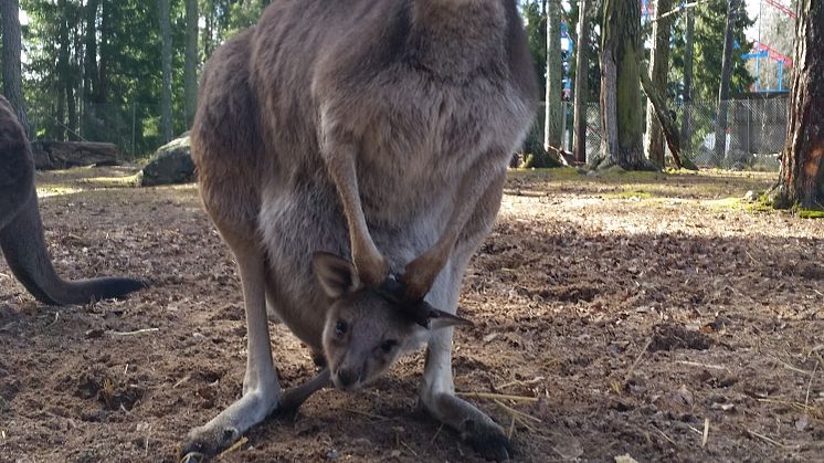 Känguruungar födda i Furuvik! 