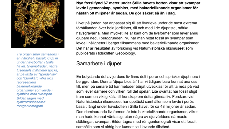 Svampar samlever med mikrober djupt nere i berggrunden