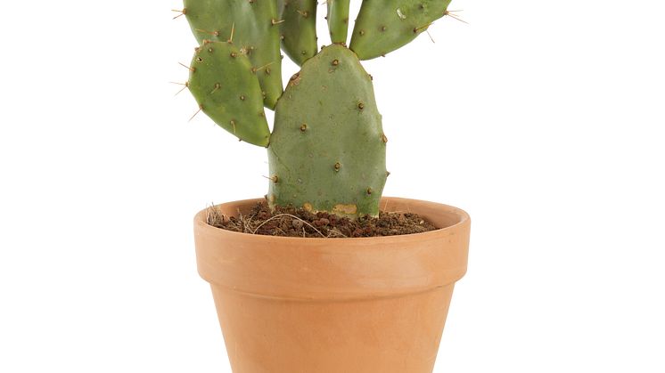 Kaktus Opuntia_vulgaris