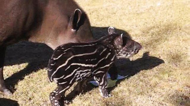 Tapirunge föddes framför förvånade djurparksbesökare
