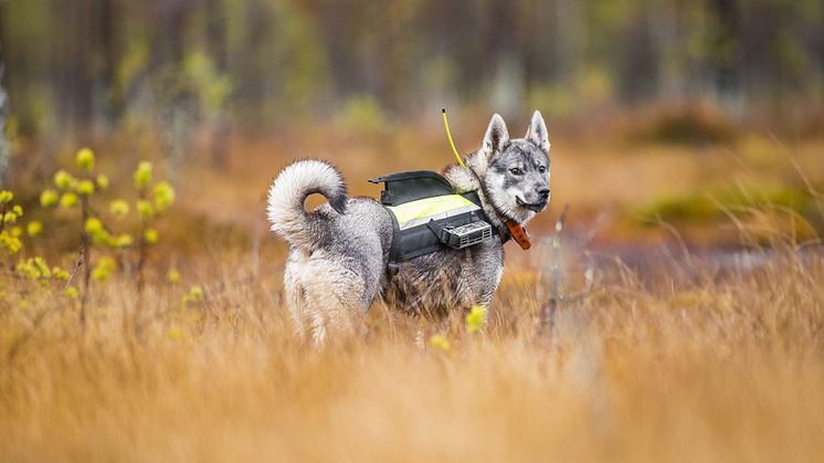 Jämthund Foto Robert Nyholm Mostphotos