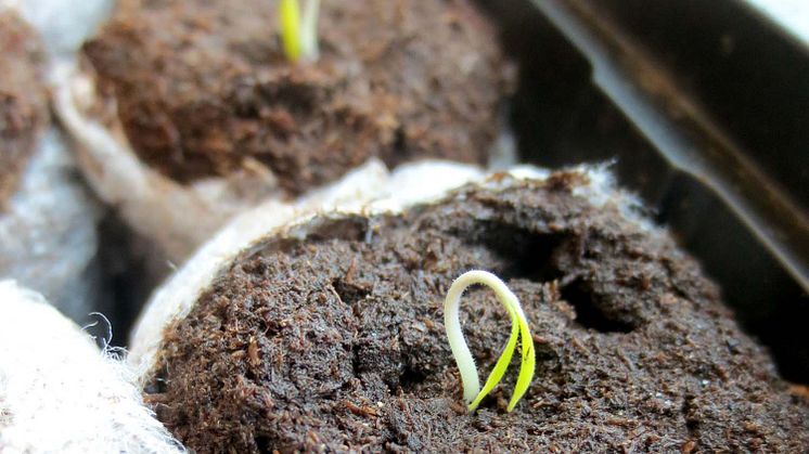 Gartenarbeiten – wann sollte man damit beginnen?