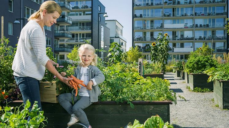 Blomstrande BRF-gårdar bidrar till ökad biologisk mångfald