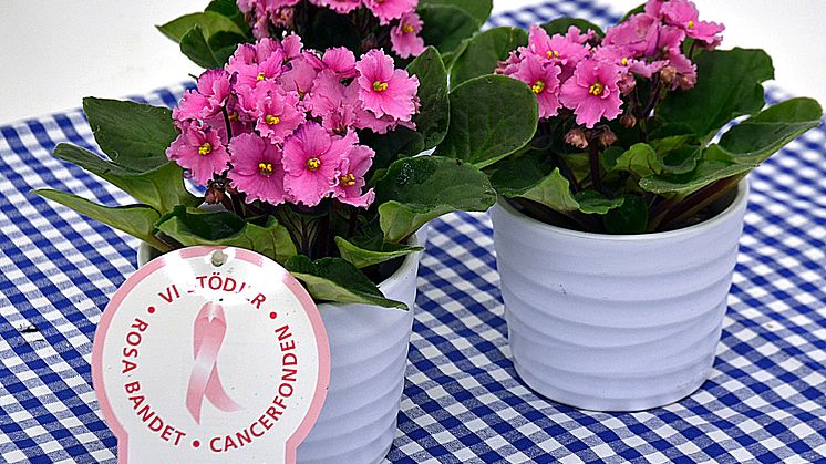 Dagens Rosa Produkt 19 oktober - en Saintpaulia från Mäster Grön
