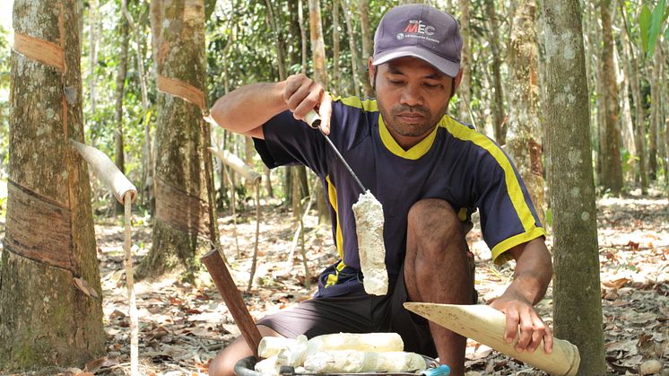 Sustainable Rubber Supply Chain3_Continental_GIZ Canopy Indonesia.JPG
