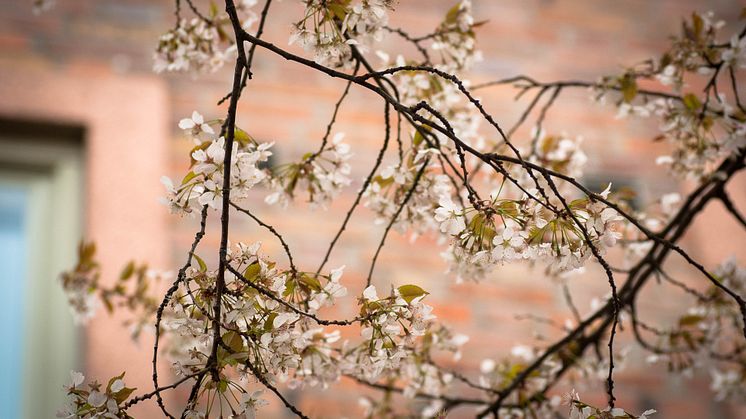 Vinterkörsbär på Sten Sturegatan närbild
