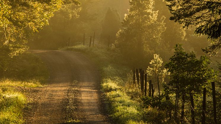 Vägen till Nynäsbrygga. Foto Pontus Carlweitz