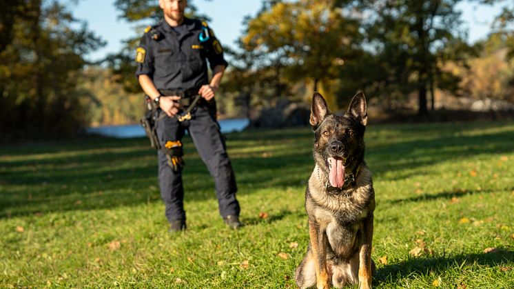 Årets Polishund-2024-Hank-på gräs-Foto Måns Engelbrektsson.jpg