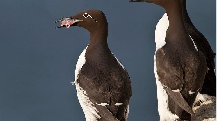Sillgrisslor illustrerar konflikter mellan miljömålen för Östersjön. Foto Aron Hejdström