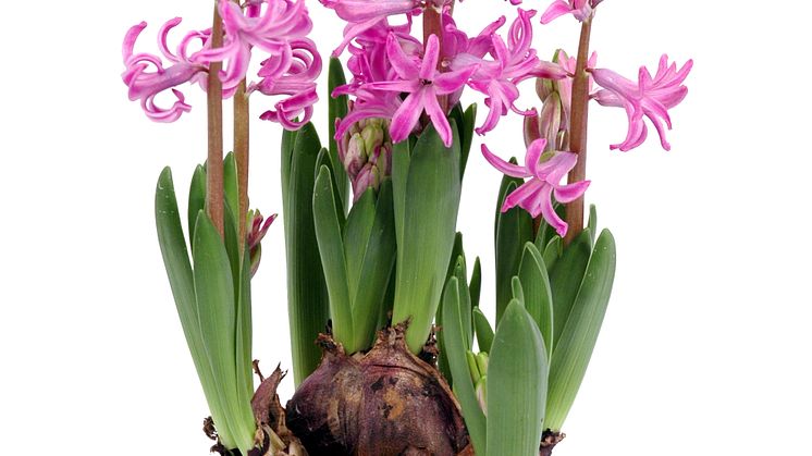 Lucka nr 23 - Småblommig Hyacint i en Blomstrande Julkalender