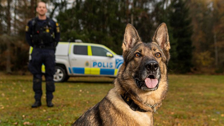 Årets polishund 2022 Försvarsmaktens Lundy. Foto: Per Sandberg