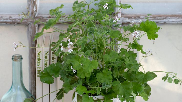 Muskotpelargon / Marias blomma  Pelargonium x fragrans Grönt Kulturarv U-40