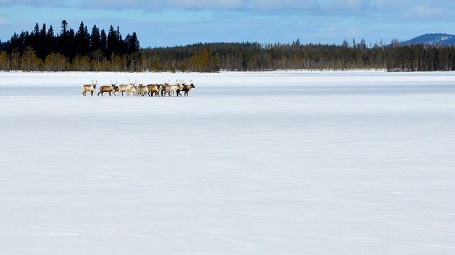 Gold of Laplands nyhetsbrev 4 januari 2016