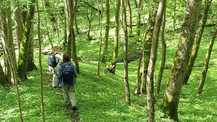 skog