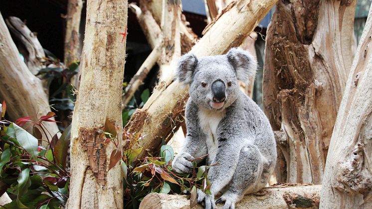 Der Zoo Leipzig kann sich mit der besten Anlagenqualität in ganz Europa rühmen - Foto: Zoo Leipzig