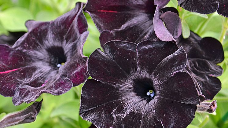 Black & White Svart Petunia