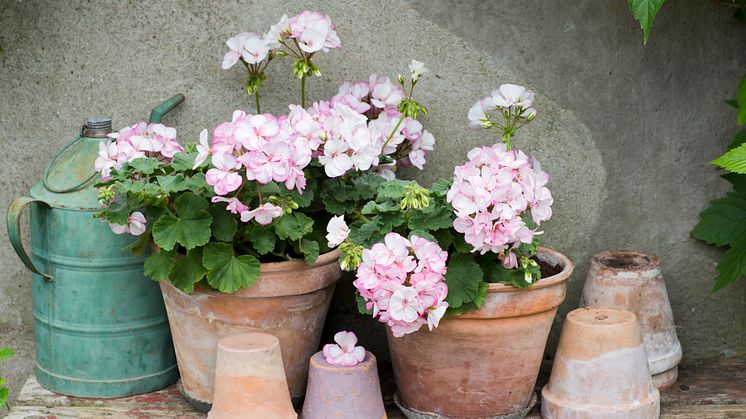 Pelargonium ´Picotee Pink´ på din uteplats