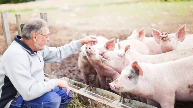Idag får den som behöver kunskap enskilt söka, sammanställa och värdera det som finns tillgängligt. Detta är ineffektivt eftersom det ofta finns många andra personer inom svensk animalieproduktion som är i behov av samma kunskap. Foto: Scandinav.