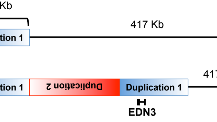 pm_hönsschema