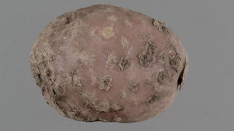 Symptom av rotgallnematod Meloidogyne fallax på potatis. Foto lånat från EPPO.