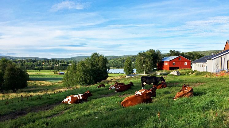 Norrmejerier och Agronod i samarbete för att nå ambitiösa klimatmål