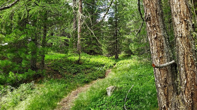 Blandad kompott från Skogsutredningen - Stärkt äganderätt, flexibla skyddsformer och naturvård i skogen?