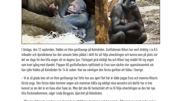 En gorillaunge har fötts på Kolmården